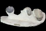 Crotalocephalina & Reedops Trilobites - (Special Price) #75775-1